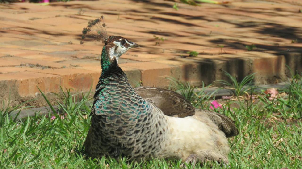 Dwaleni Farm Lodge Matsapha Luaran gambar