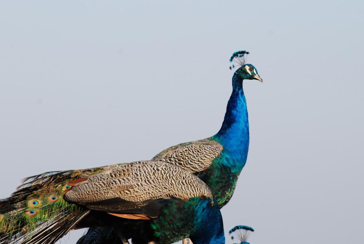 Dwaleni Farm Lodge Matsapha Luaran gambar